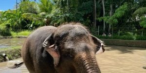 Bali Zoo El Mud 6