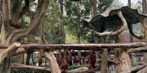 Bali zoo orang utan1