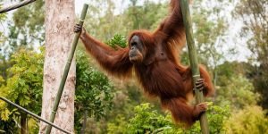 Bali zoo orang utan2