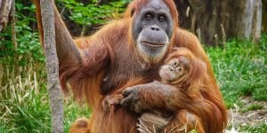 Bali zoo orang utan3