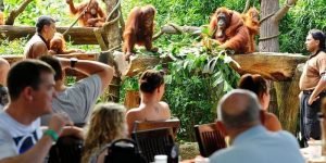 Bali zoo orang utan5