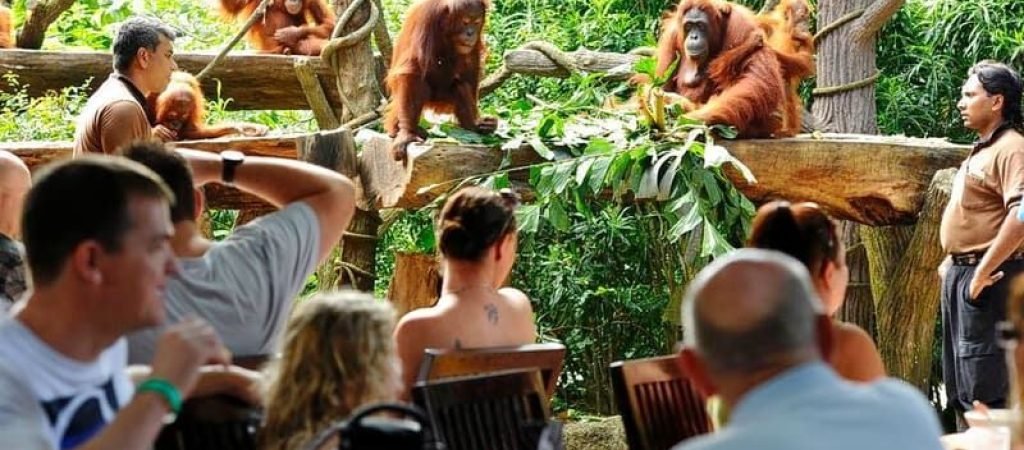 Bali zoo orang utan5