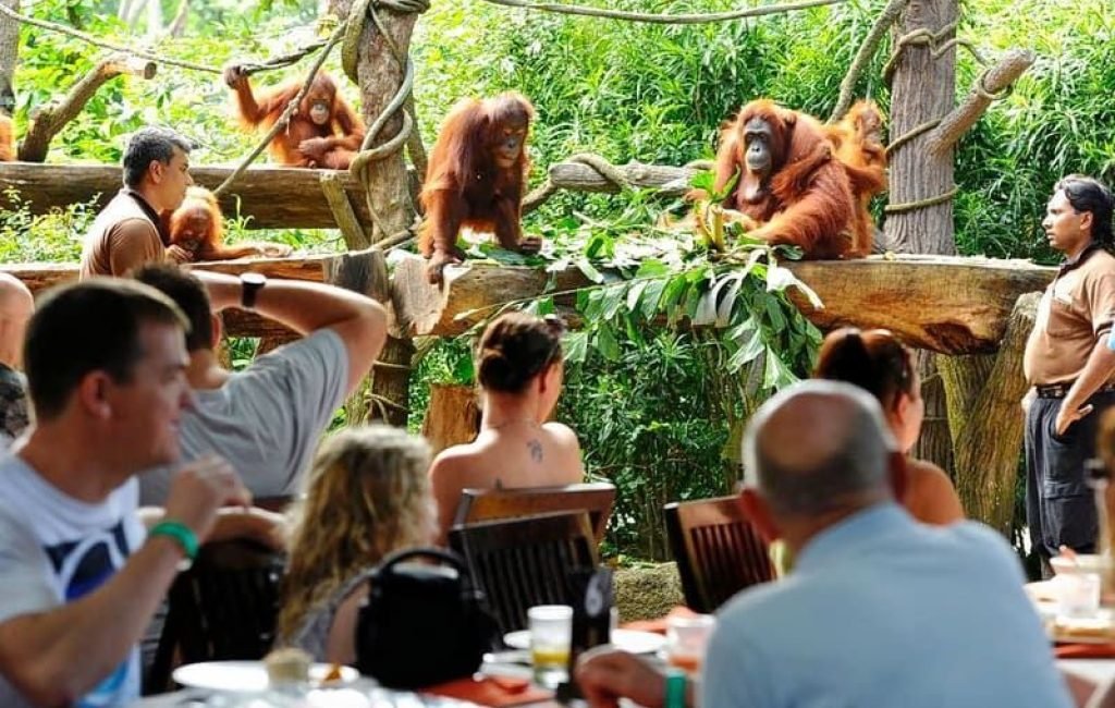 Bali zoo orang utan5