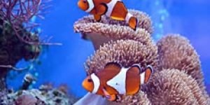 Clownfish1