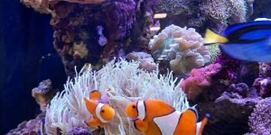 Clownfish2