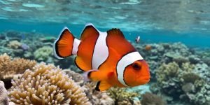 Clownfish3