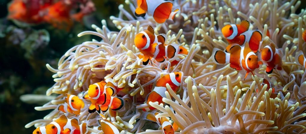 Cute anemone fish playing on the coral reef, beautiful color clownfish on coral feefs, anemones on tropical coral reefs