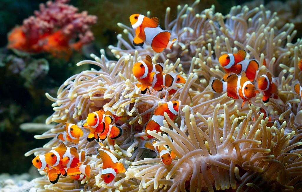 Cute anemone fish playing on the coral reef, beautiful color clownfish on coral feefs, anemones on tropical coral reefs