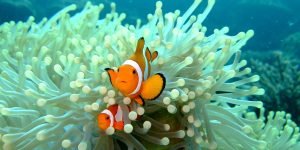 Clownfish5