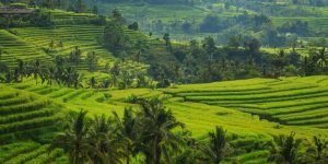 Jatiluwih UNESCO Rice Terrace2