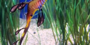 Sea Dragon2