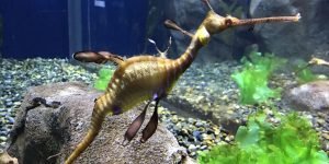 Sea Dragon3