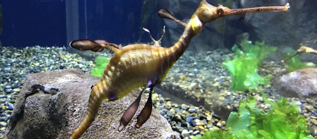 Sea Dragon3