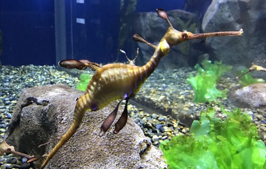 Sea Dragon3