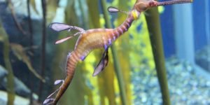Sea Dragon4