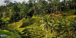 Tegalalang Rice Terrace
