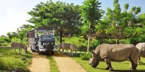 bali safari2