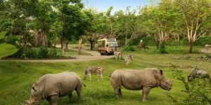 bali safari3