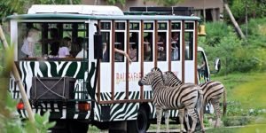 bali safari4