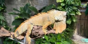bali zoo1
