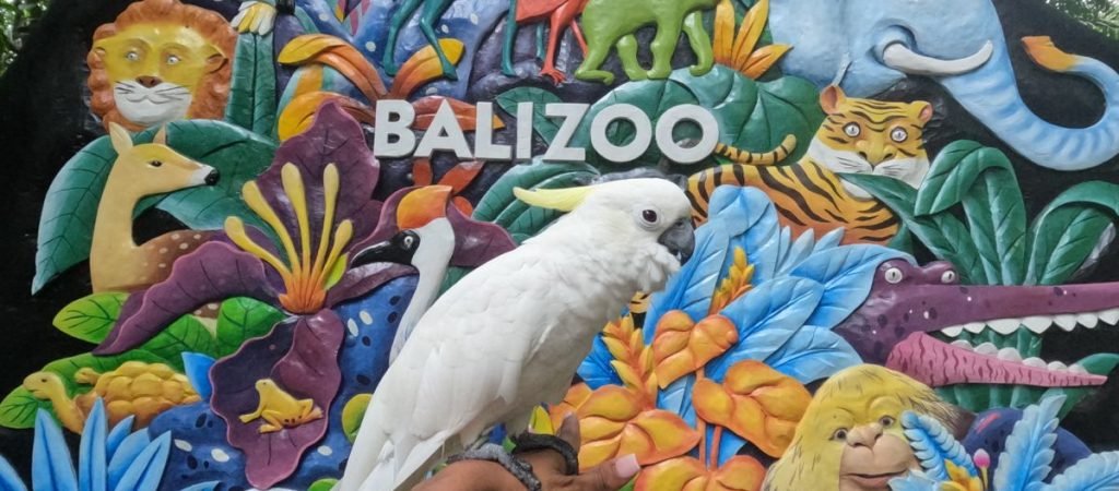 bali zoo11