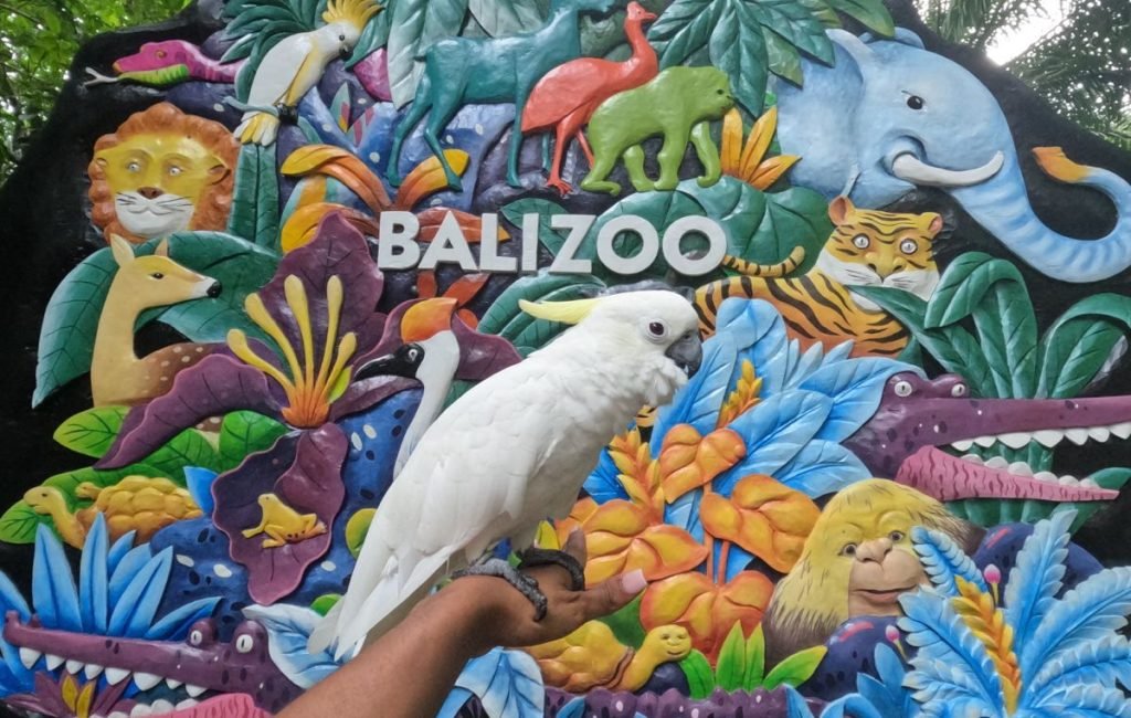 bali zoo11