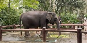 bali zoo12