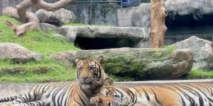 bali zoo3