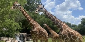 bali zoo4