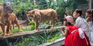 bali zoo5