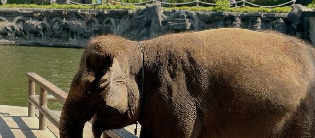 bali zooo