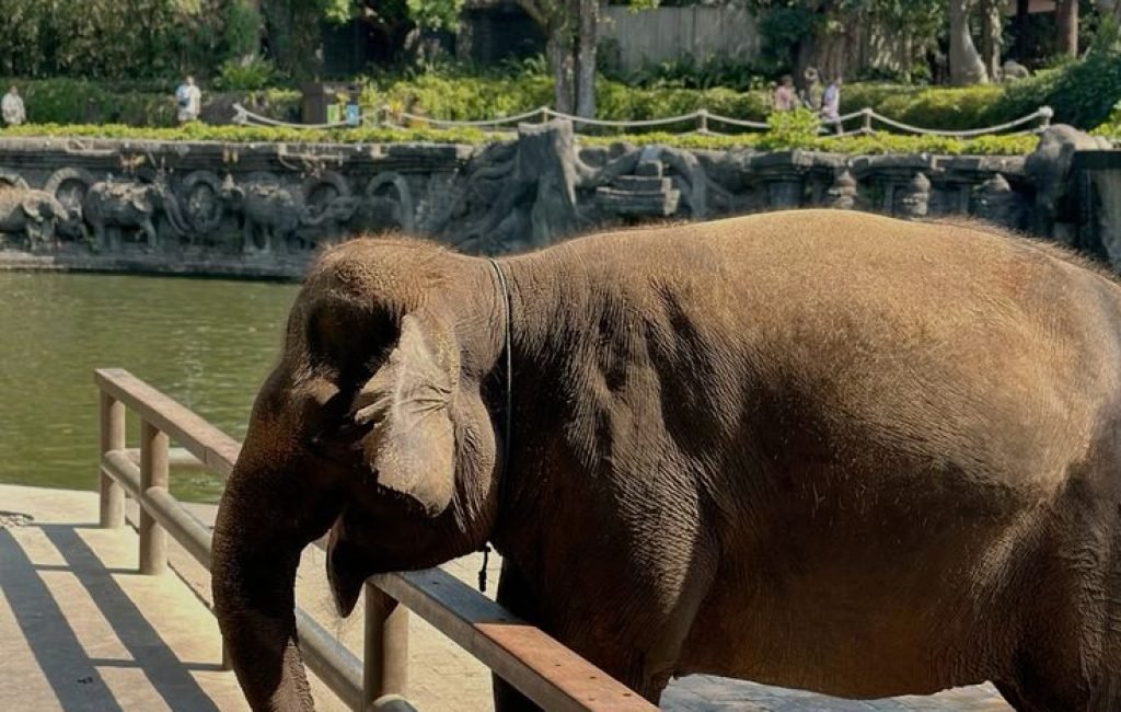 bali zooo