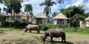 balisafari1