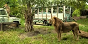 balisafari2