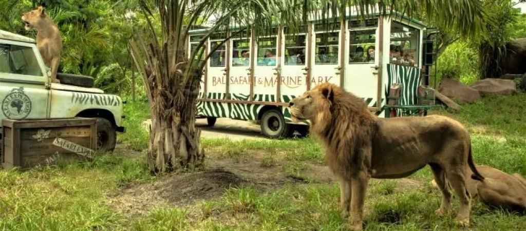 balisafari2