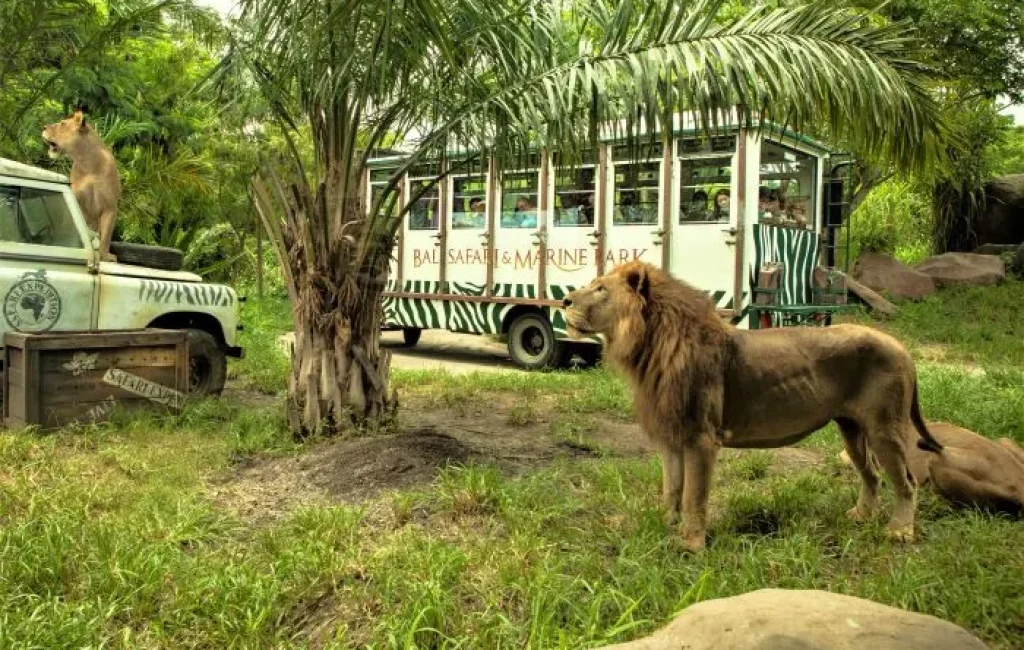 balisafari2
