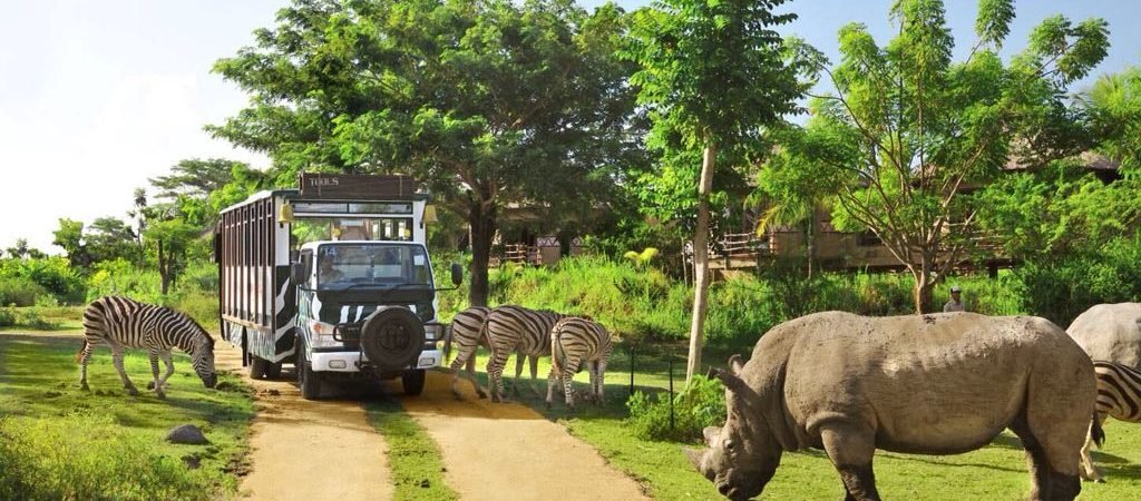 balisafari4