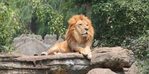 lion1
