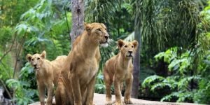 lion2