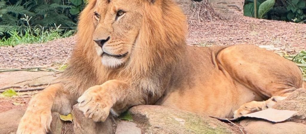 lion4