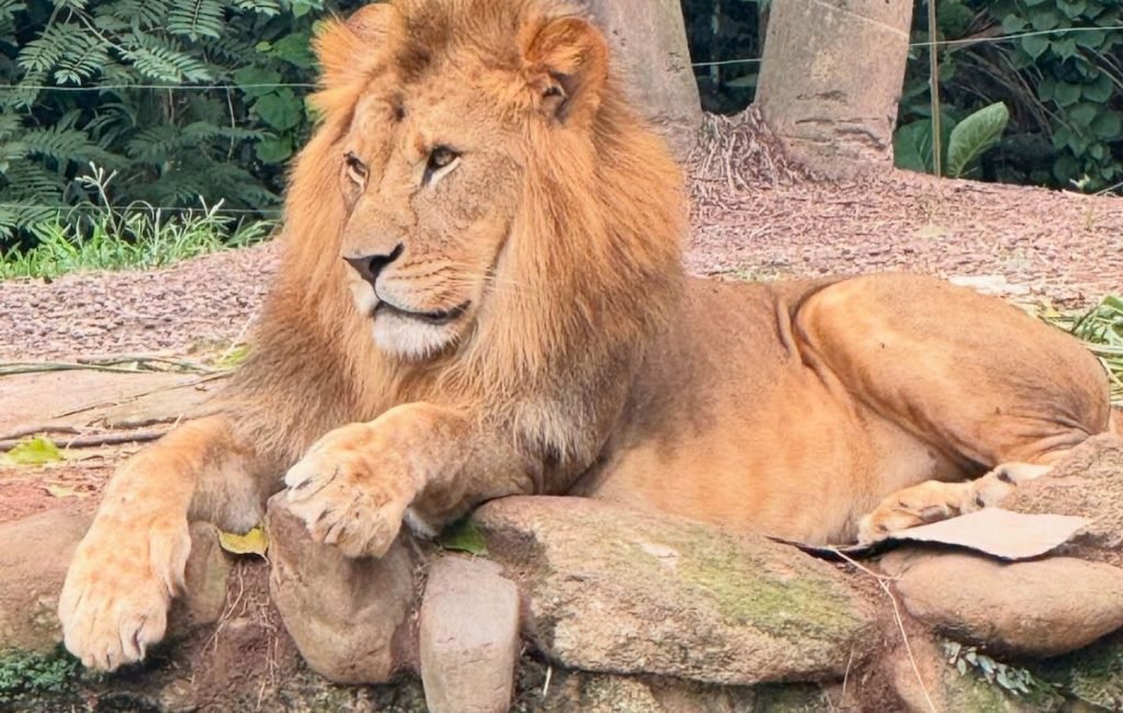 lion4