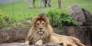 lion5