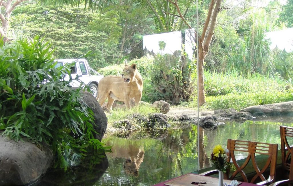 lionn