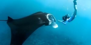 manta point1