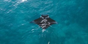 manta point4