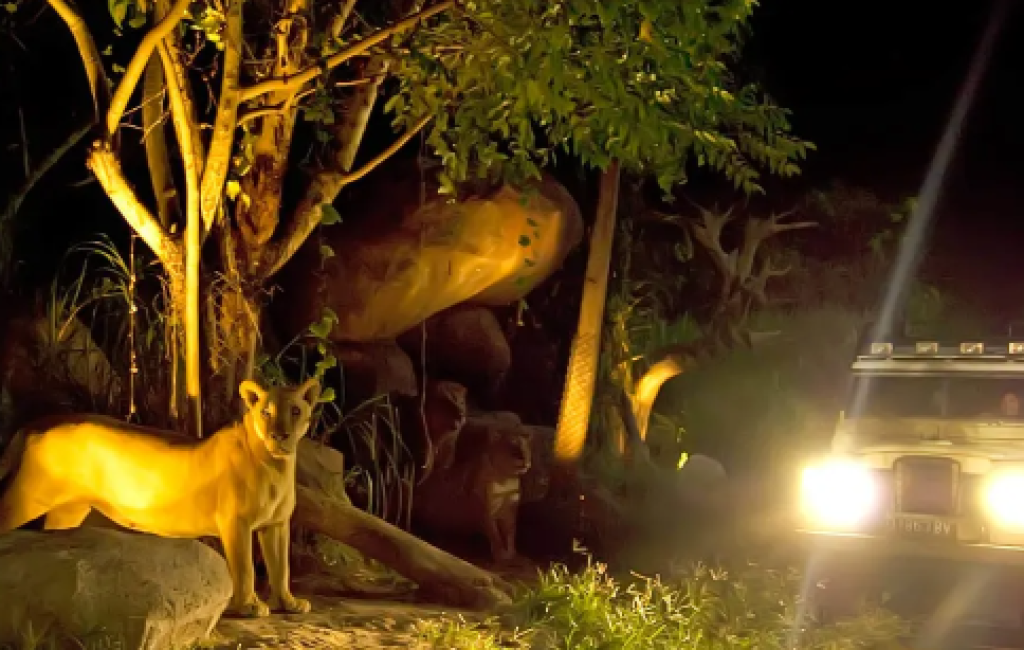 night safari2