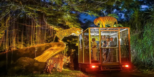 night safari3