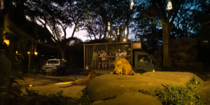 night safari5