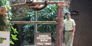 sealion3
