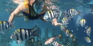 snorkeling4